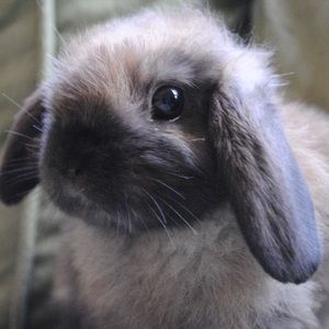 Meet your Posher, Rose